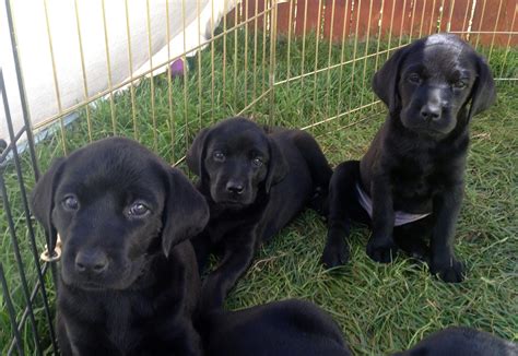 Labrador puppies for sale 68 miles Machynlleth Age 7 weeks Ready to leave 13th December 5 golden puppies 2 girls and 3 boys 2 black boys 7 weeks old ready to leave in a week will be vet checked and first injections and microchipped Mum and dad both kc registered pups can be if wanted Read more >>. . Drakeshead labrador puppies for saleyorkshire